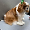 Happy Paws Pet Spa gallery