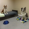 Four Paws Pet Hotel and Resort gallery