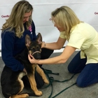 Gentle Dog Training