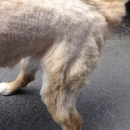 Golden Shears Pet styling - Pet Services