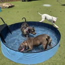 Skiptown Atlanta - Pet Boarding & Kennels