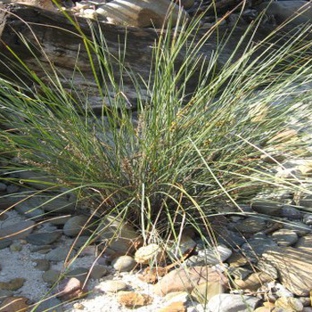 Glenvue Wholesale Nursery - Rye, VIC. Native Local Grasses