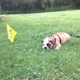 Dog Guard of Hudson Valley