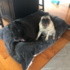 Wachusett Pet Care gallery