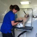 Hydrodog - Pet Services