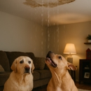 Top Dogg Drywall Repair - Drywall Contractors