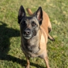 Desert Oasis Pet Retreat gallery