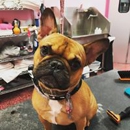 Woof Gang Bakery & Grooming Heathrow - Pet Grooming