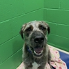 DogDayz gallery