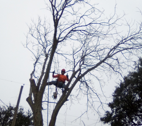 PAULS TREE SERVICE - Dickinson, TX. Trimming over power lines