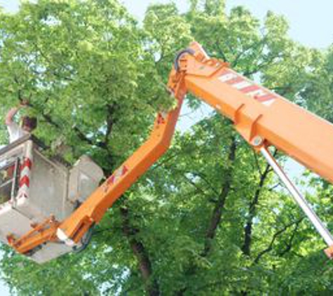 American Tree Care LLC - Palm Coast, FL