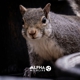 Alpha Wildlife Chattanooga
