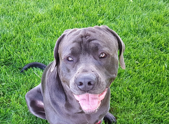 Rescued Heart Animal Hospital - Pekin, IL. SUEDE says thank you! :-)