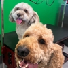 Salty Dawg Pet Salon and Bakery gallery