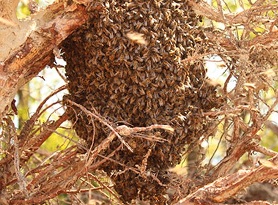 Beewise - O'connor, WA