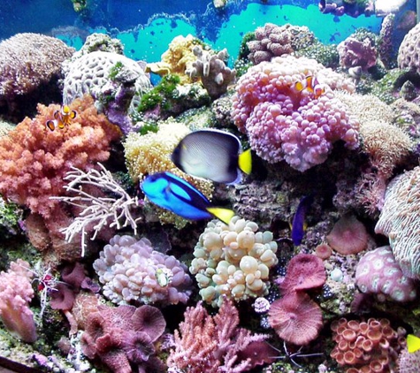 Sea Clear Aquarium - Sarasota, FL