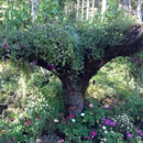 Glacier Gardens Rainforest Adventure - Botanical Gardens