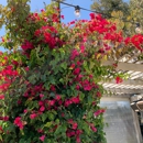 Aracely Cafe - Coffee Shops