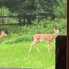 Upper Delaware Scenic & Recreational River gallery