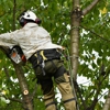Tree Trimming Service gallery