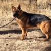 High Country German Shepherds gallery