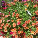 Behnke Nurseries - Nurseries-Plants & Trees