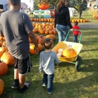 Swan Pumpkin Farm