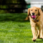 Lawn Doctor of Dover-Middletown