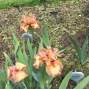 Presby Iris Gardens - Botanical Gardens