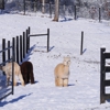 Apple Mountain Alpacas gallery