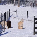 Apple Mountain Alpacas - Livestock Breeders