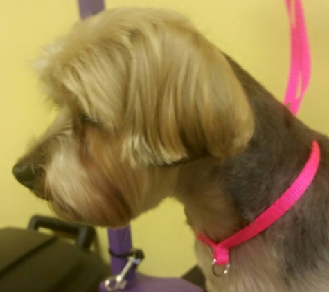 Hippie Hounds Dog Grooming and Training - Indianapolis, IN