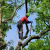 Prairieville Tree Service gallery