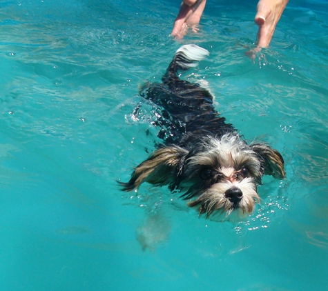 Delta Dog Camp - Oakley, CA