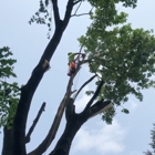 Timbershark