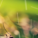 Biologic Pest Control - Pest Control Equipment & Supplies