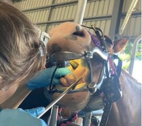 Townsville Veterinary Clinic - Aitkenvale, QLD