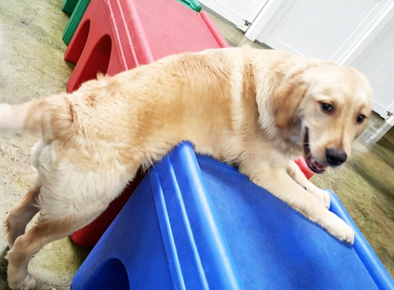 Flying High Pet Resort - Camarillo, CA