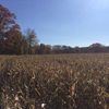 Preston Farms Corn Maze gallery