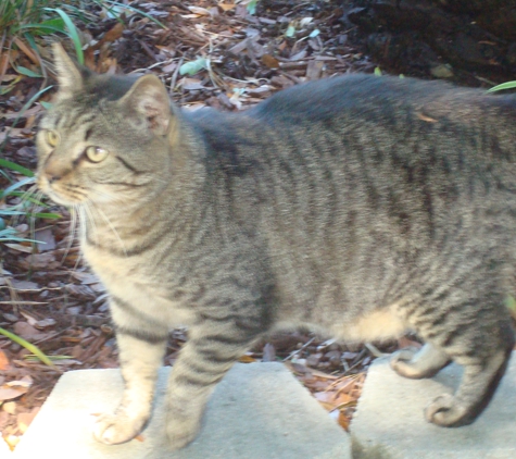 Snake Chaser - Longs, SC. Another stray fed by caregivers.