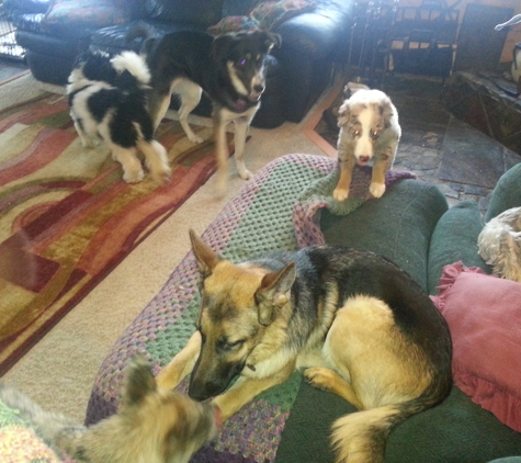 Dingo Design Pet Sitting - Wasilla, AK