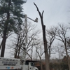 A Certified Arborist gallery