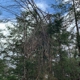 Oakes Tree Service & Rubish Removal