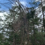 Oakes Tree Service & Rubish Removal