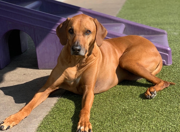 Canine Fitness & Fun Center - Denver, CO