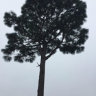 Precision Tree Care & Removal