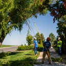 Utah Tree Co. - Arborists