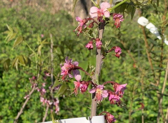 Texas Discovery Gardens - Dallas, TX