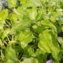 Deep Roots Garden Center - Garden Centers