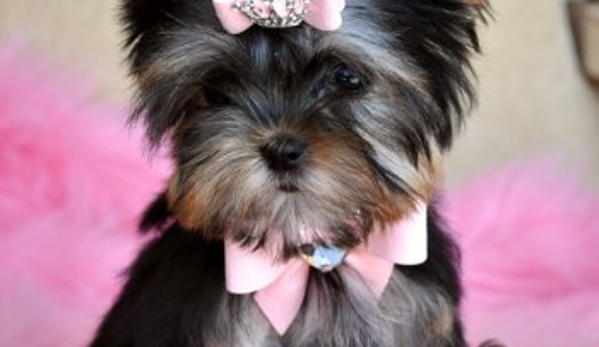 Hollywood Puppies Boutique and Salon - San Antonio, TX